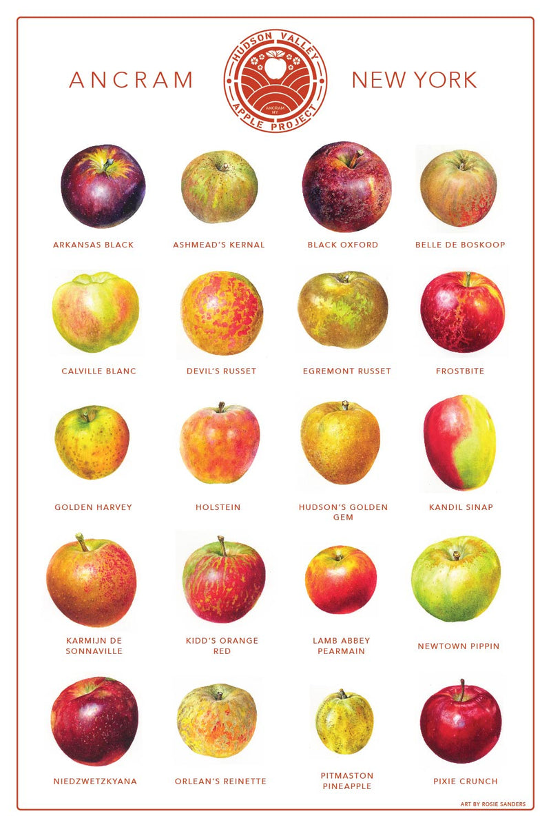 Heirloom Apple Poster – Hudson Valley Apple Project